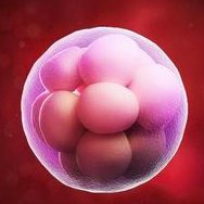 陆军军医大学西南医院做三代试管婴儿成功率高不高？什么因素可以影响到试管成功率